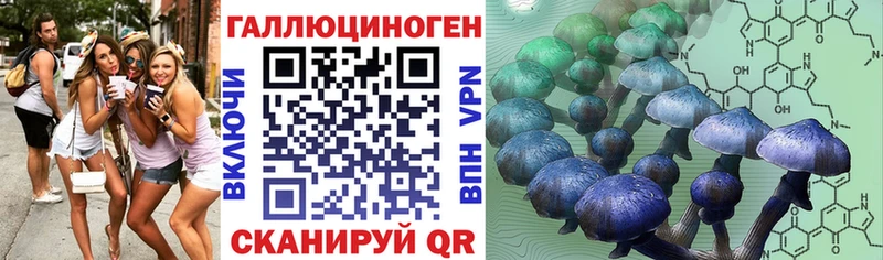 blacksprut ТОР Шуя Галлюциногенные грибы Cubensis